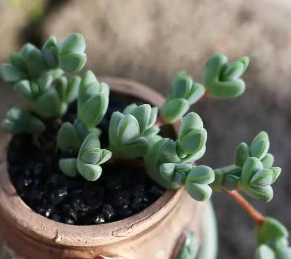 夏季养多肉需要换土，按照5步修根缓苗，新手小白皆可轻松上手