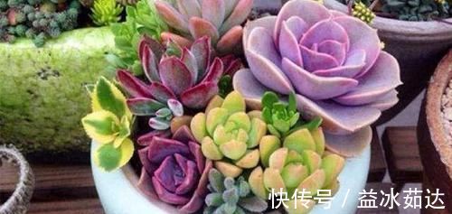 浇水|多肉养成干肉?做好3要素,立马美回来,胖嘟嘟,状态美