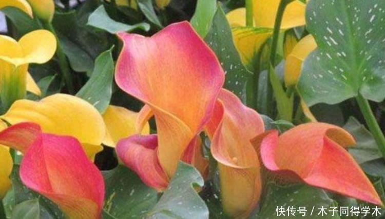 超好养的“4种花”,越不浇水越爆盆,名字好听花更美