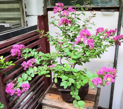 按照“大锅炖、大杂烩”的做法制作营养土，养花不会缺肥