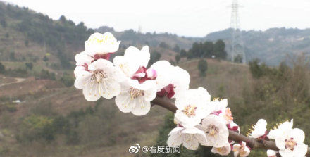 享受|春光正好，赏花时！成都龙泉山桃花提前20天开放