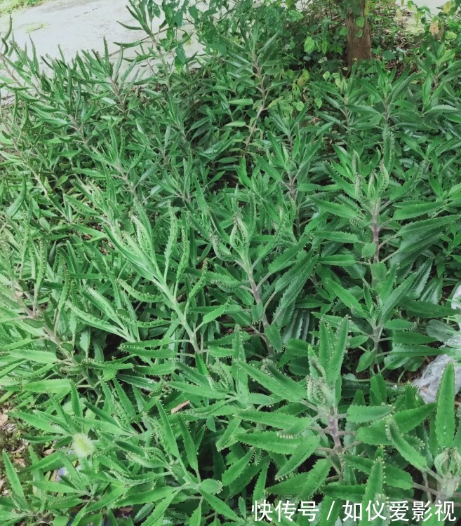 这花太能生崽,恨不得用脚踩,结果越踩长得越多!