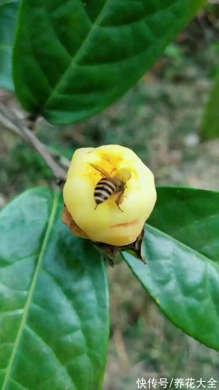 花市|工薪族舍不得买的4种花，个个昂贵有气质，有钱了一定要买个遍