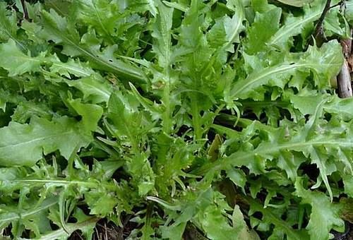 女性养生，记得常吃3种食物，抗炎抑菌，养护肠胃，促进血液循环