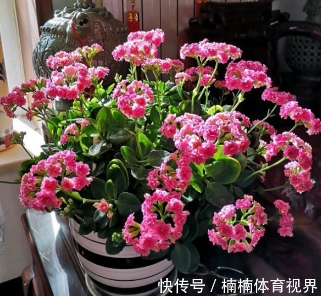 怎么让长寿花多来几茬？这4个方面“勤快些”，一茬接一茬地开