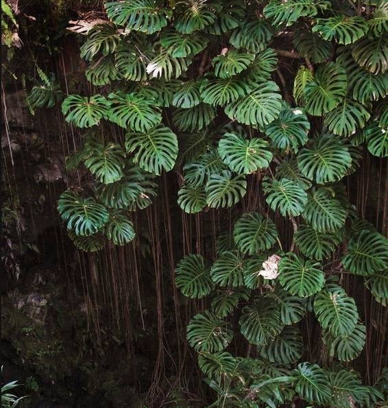北方家里当宝的花,南方大马路上全都是,我酸了!