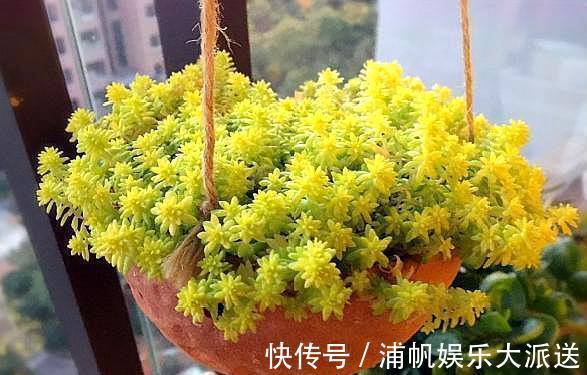 多肉“黄金万年草”，教你爆盆“小技巧”，30天长成“草坪”