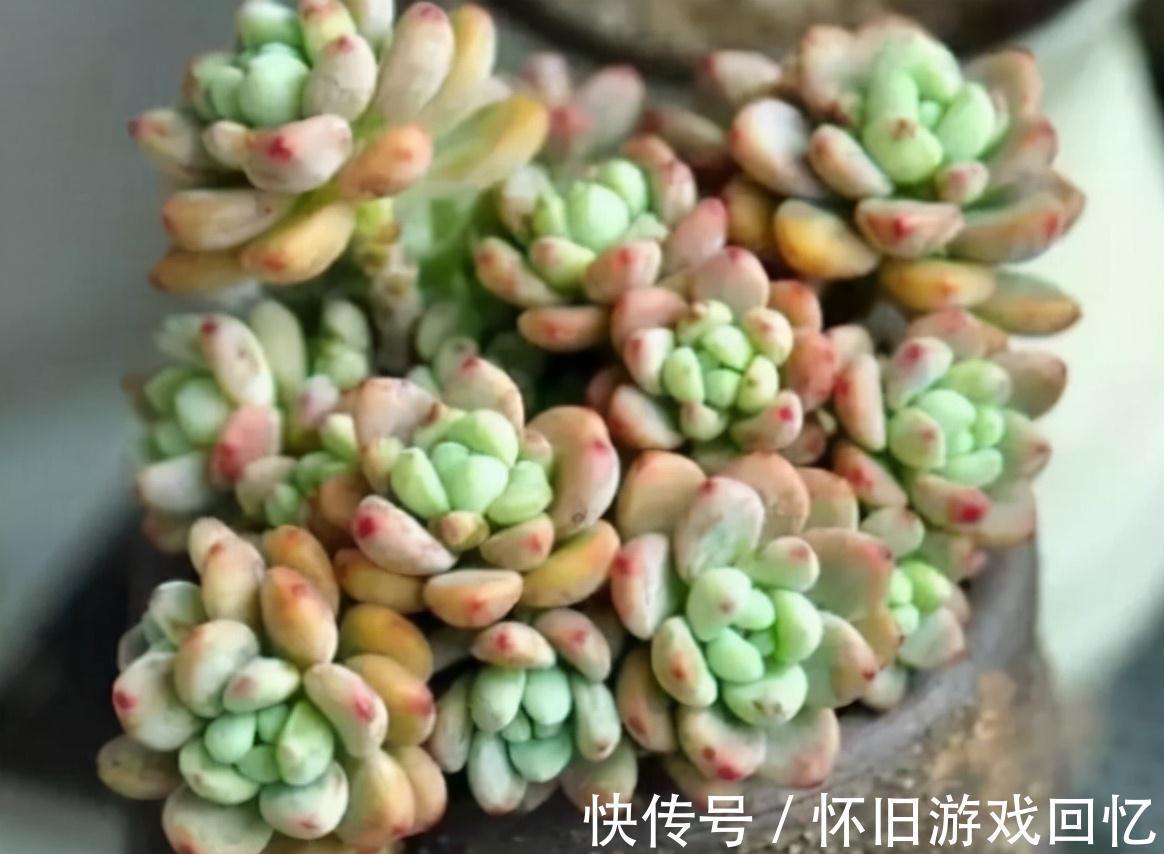 香味浓郁的6种多肉植物,养一盆满屋飘香