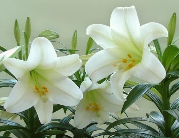 几种花养家里,特别旺运,超级漂亮还旺运,满屋都是香气