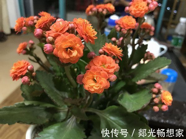 4款特色的花卉，花型独特优美，花开娇艳妖娆，秋天枝上长满花苞