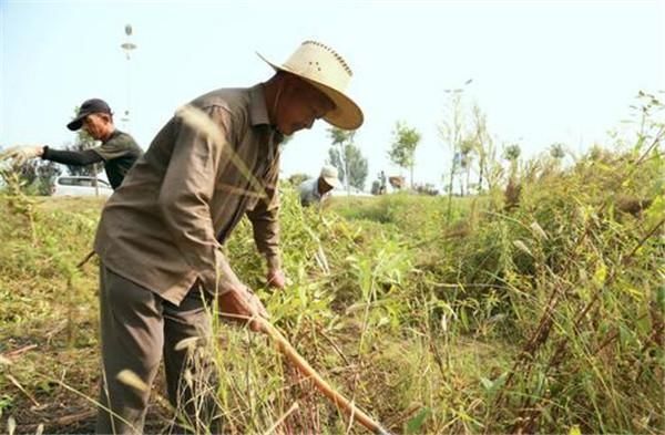 开花很漂亮,繁殖速度却很快,一株可产数万种子,被列“黑名单”