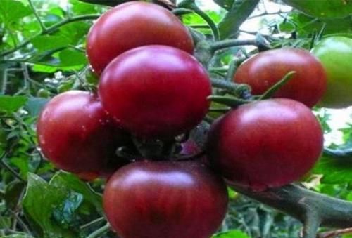 食物|秋天吃以下好食物,女性莫错过,补充能量,增加营养,皮肤更好