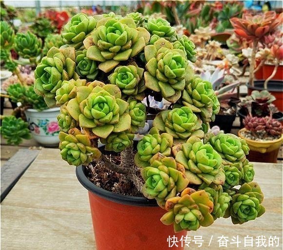 多肉|比“玫瑰”还漂亮,养成老桩就是一束手捧花,难怪有人养了几十盆!