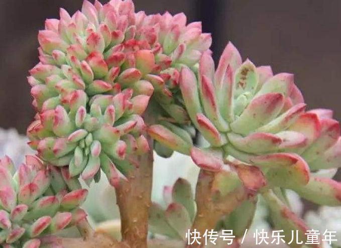 多肉总是烂根黑腐,教你4招小技巧,再也不用担心养多肉了