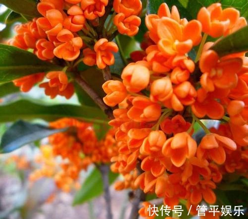 桂花不仅仅是一种美丽的花，它还有一定的功效与作用