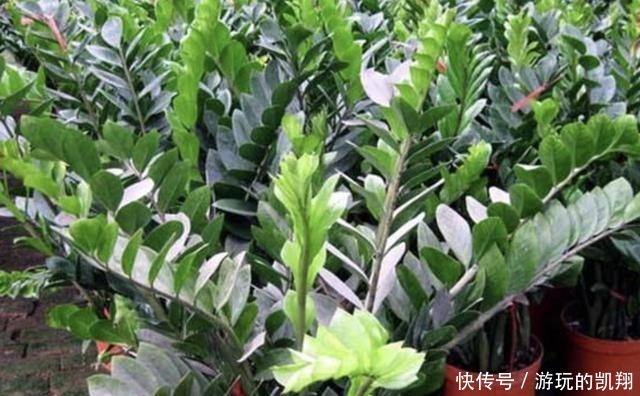 变高|客厅养护“金钱树”,2个方法学好了,16天冒新芽,植株变高!