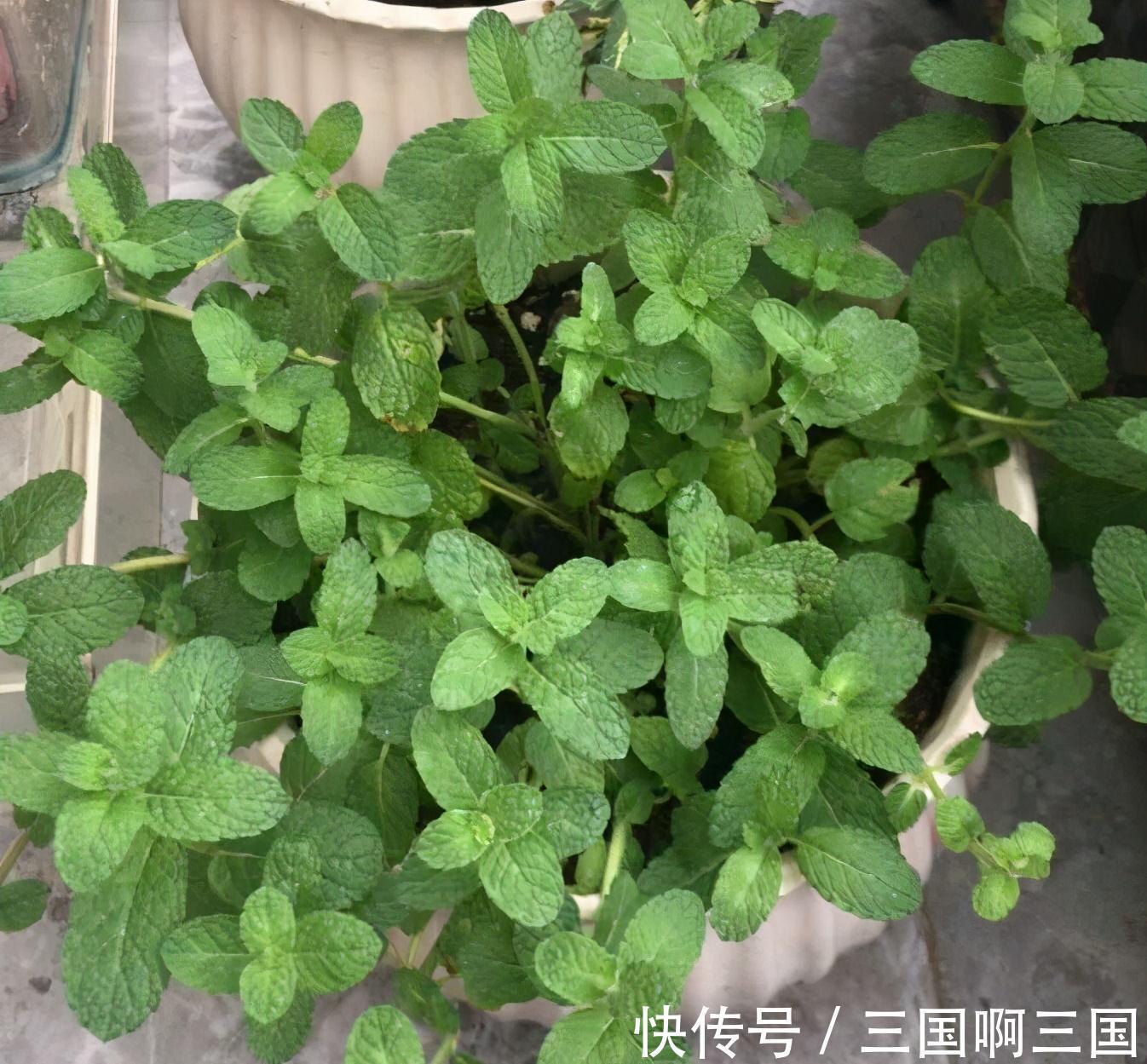 8种花“作用大”，香气满屋能泡茶，你养着花漂亮，花养着你健康