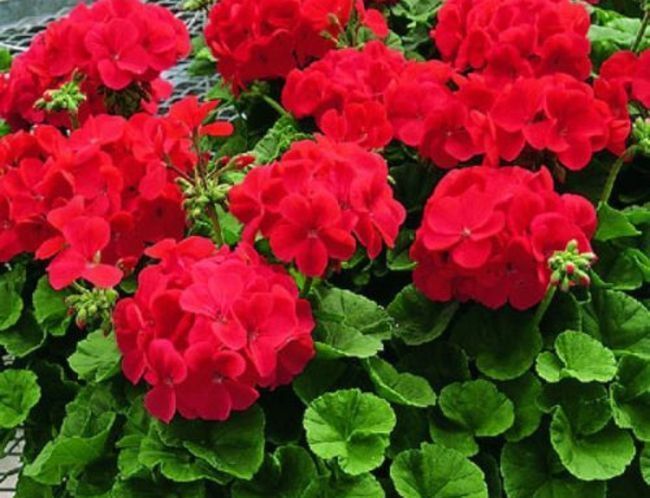 4种花真“好养”,扦插成活率超高的,对待新手很友好