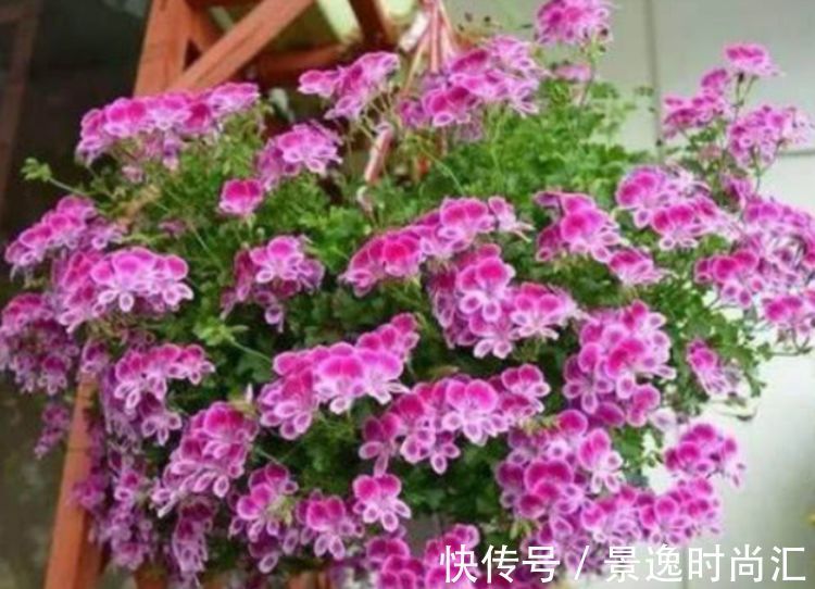 兰花|此款花卉，花期长易养活，家养一盆全年赏花，是阳台盆栽极品