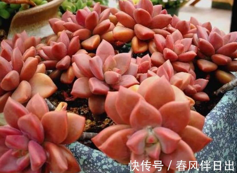 白牡丹|3种适合新手的多肉植物,学会控水,易群生养成漂亮小老桩