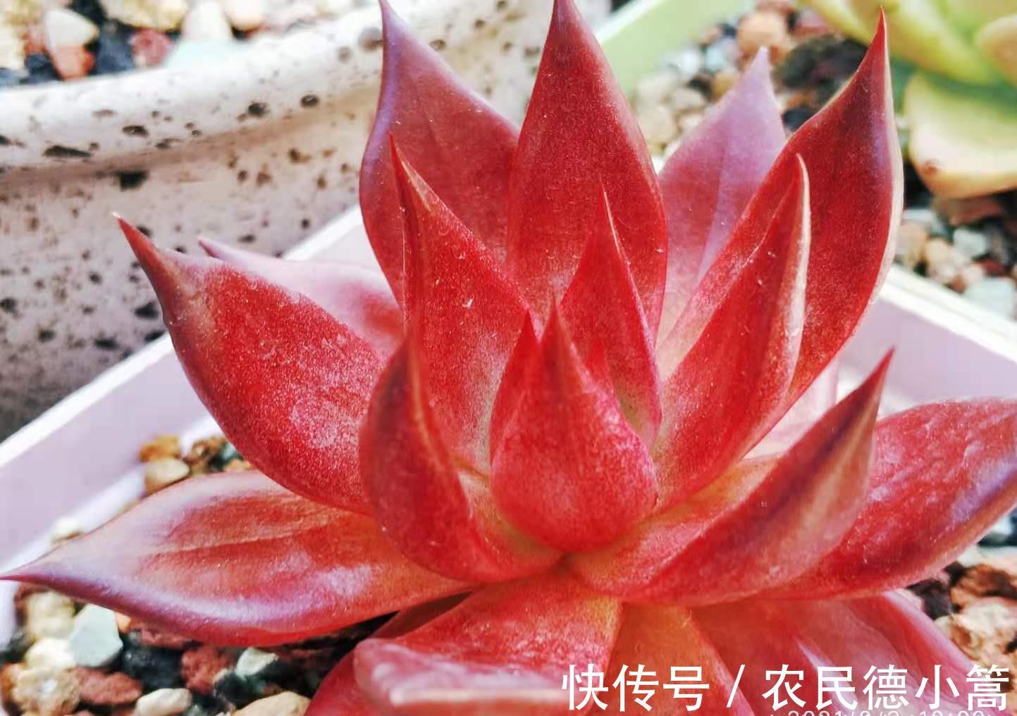 酥皮鸭|多肉花盆不透气,三伏天想换盆?要是像这样操作那换一下也无妨