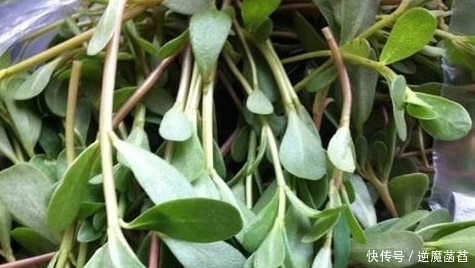 苦苣菜|农村乡下拥有高营养的三种野菜,吃法很多,你吃过几种呢!