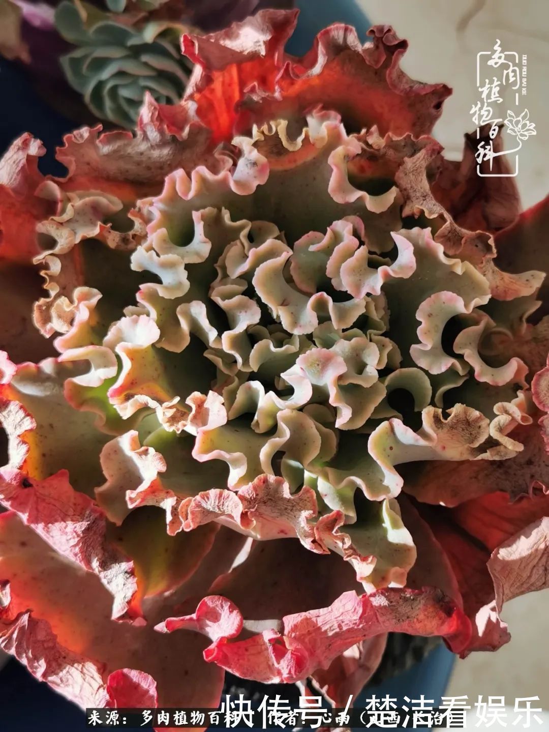 三色堇|懂得珍惜的人,才值得拥有更多美好的事物!养多肉也是如此!