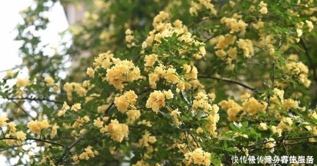 黄木香|养花，就养“3盆花”，花量特别大，一棵繁殖多棵，人见人爱！