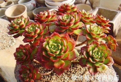 农历九月初四寒露后，养什么花？以下3种花，幸福快乐吉祥安康