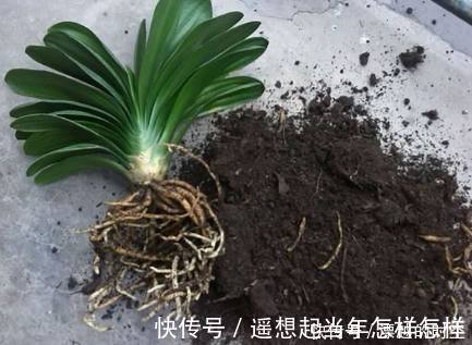烂根|君子兰烂根了先别扔，老花友教你几招轻松救活，而且还能爆盆开花