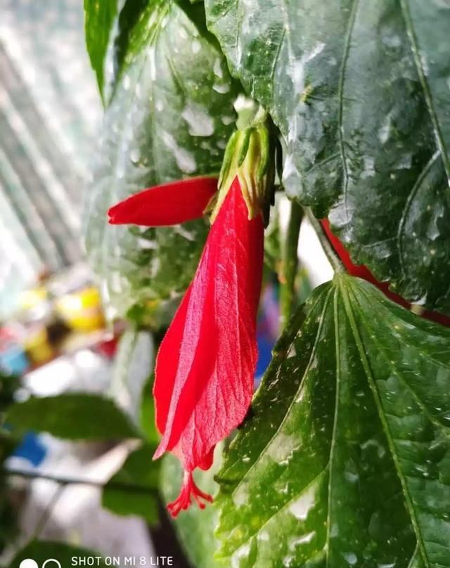 10种过年养的花，花市找不到，谁见了都稀罕