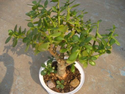 “便宜”的2种花，养在阳台上，越来越“值钱”，寓意好，太值！