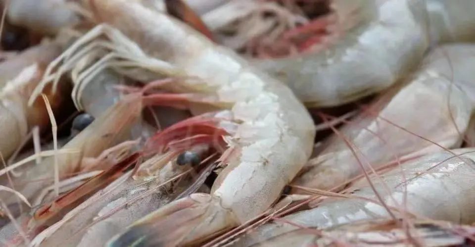 梭子蟹|此时的莱州，真鱻！