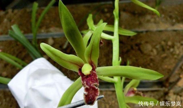 美过荷花,香过桂花,一年四季花开不断,连玫瑰都自愧不如