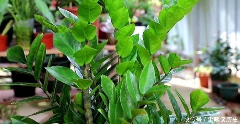 关键点|金钱树不长新芽,给它做好3个关键点,很快就能冒新芽