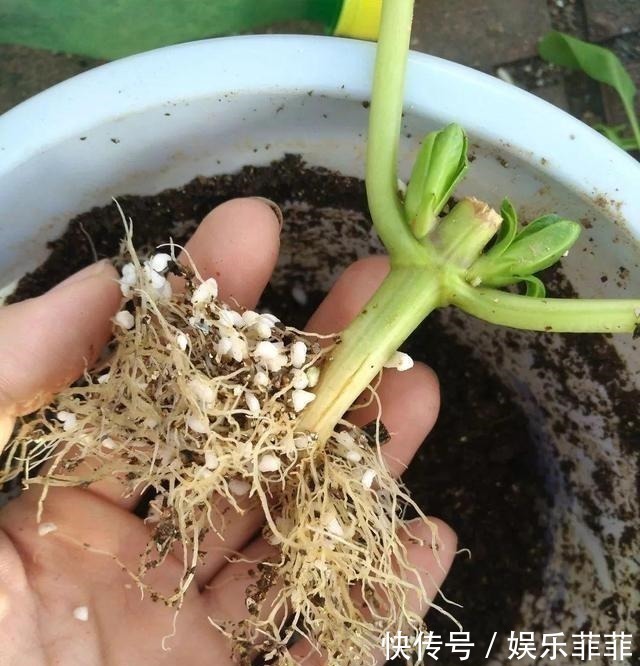 长寿花|悄悄告诉你,此5种花,掐个叶就生根,懒人都能养开花!