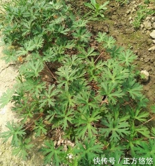 风湿疼痛|这种野草,以前常被当做杂草,殊不知,它是治疗风湿疼痛的良药!