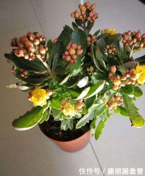 光照|聪明人把长寿花嫁接在老桩上,爆盆简单开花多,一盆花全是花枝