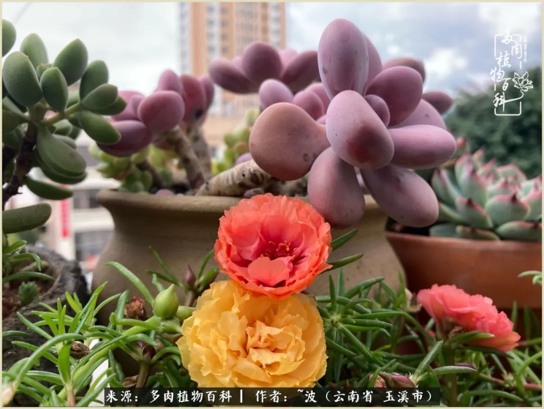 多肉|遇见即美,花事未荼蘼!种一桌子多肉,看花开花落!