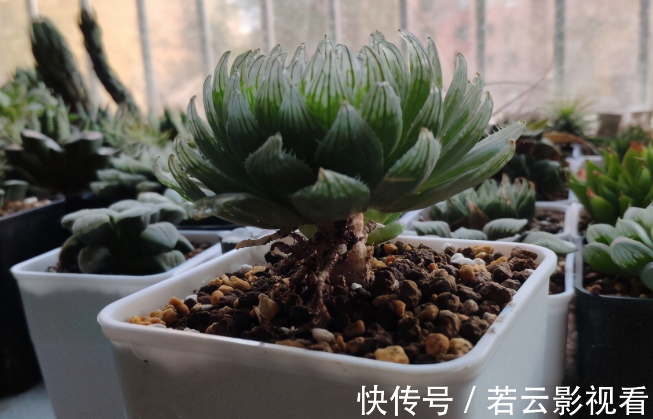 晶莹剔透|漂亮的多肉玉露是怎么养出来的?春天把握住这几点,叶片晶莹剔透