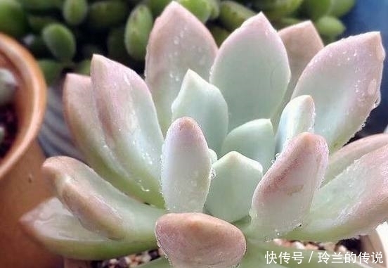 多肉植物的叶片从灰色到粉色,只因淋了一场雨
