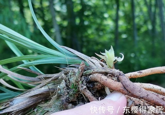兰花茎腐病|兰花茎腐病和软腐病发生后,出现这种现象,就可以处理花盆了