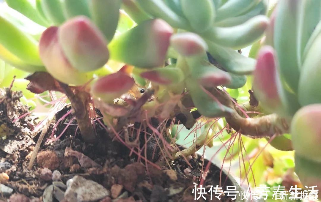 枝条|茉莉花扦插有机关，砍这一段枝条，插土里3天就活