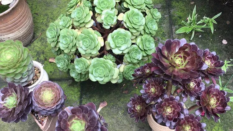 养多肉会上瘾,3年养了500多盆,既美化了环境又愉悦了心境!