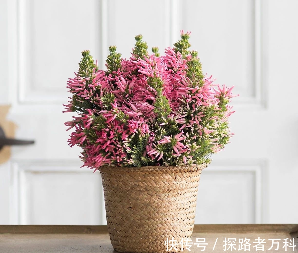 在寒冷的冬春时节灿烂开花的8种观赏花卉,可露养户外,打理简单