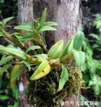 中药|世上最出名的五大中药,第一名你绝对没想到