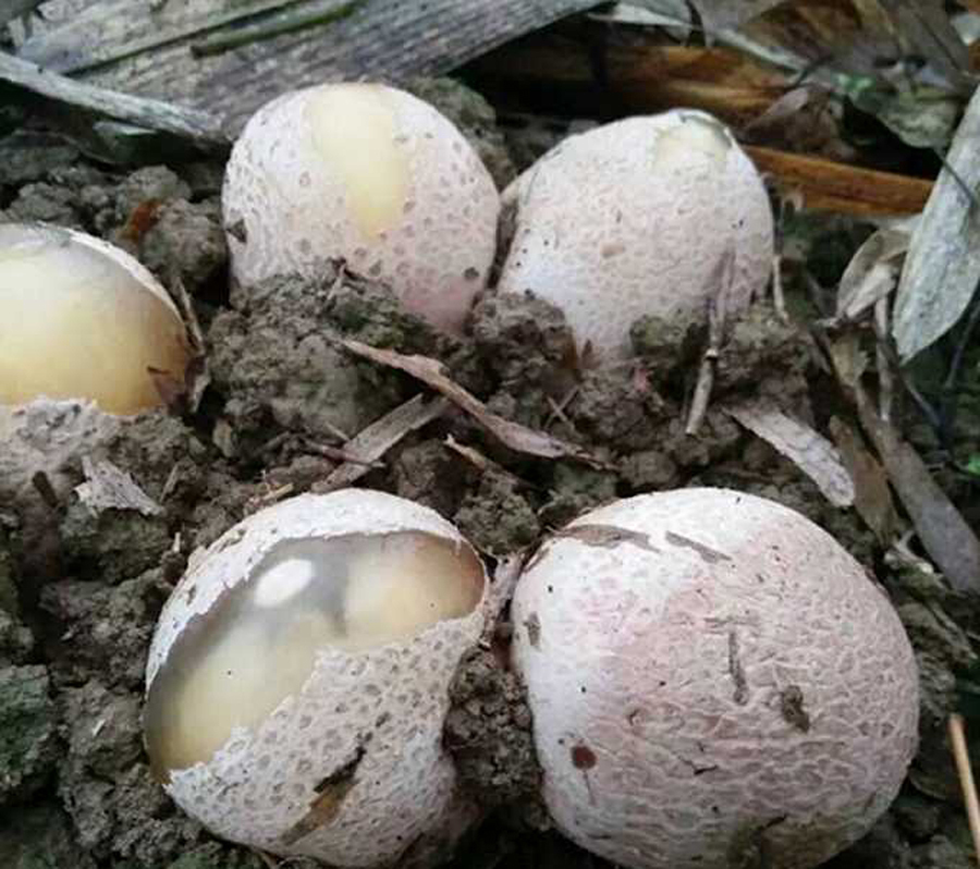 推崇|农村竹林里的“白蛋”,营养丰富,如今却被央视推崇