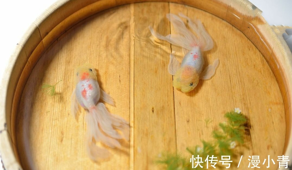 绘画@画师用特殊手法画出堪比三次元的金鱼，不告诉你真相，你能发现吗