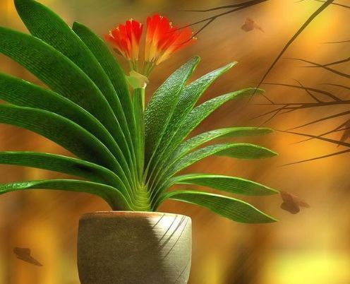 养好君子兰很简单,只需要在盆土中加点料就可以了!