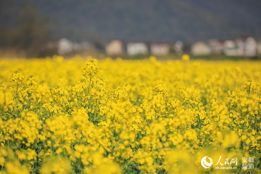 草原|芜湖响水涧：油菜花开满眼春